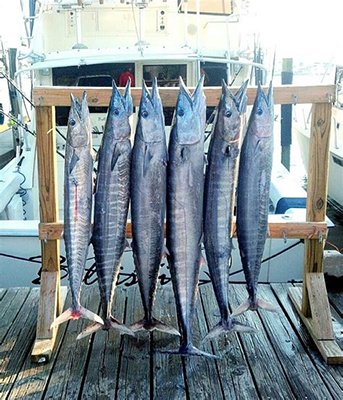 Things To Do https://emeraldbeachproperties.icnd-cdn.com/images/thingstodo/Charter fishing PCB.jpg